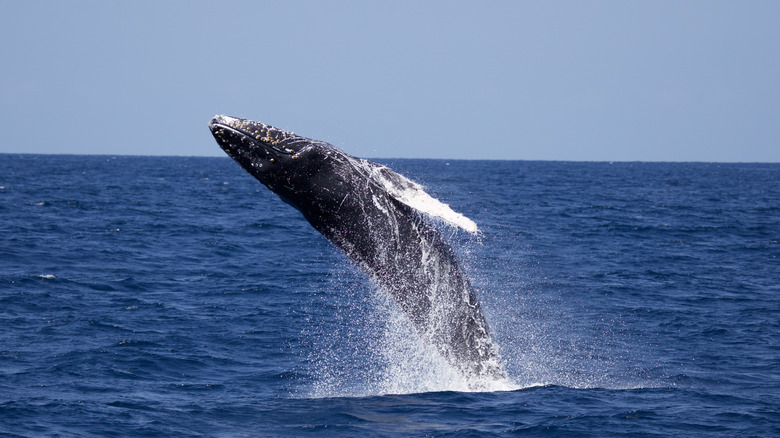 Humbpack whale breaching